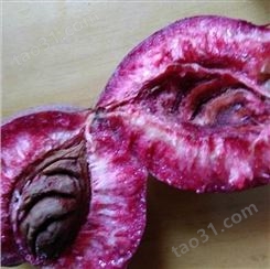 紫桃树苗价格