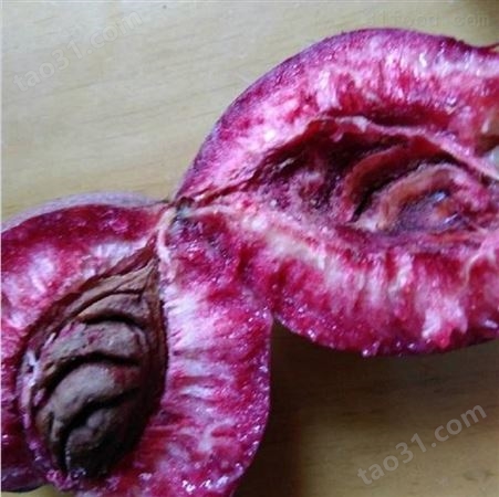 0.5-2紫桃树苗价格
